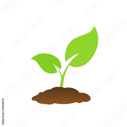 The tree that grows from seed is a big tree with green color and the seedlings grow into a big tree. Vector illustration