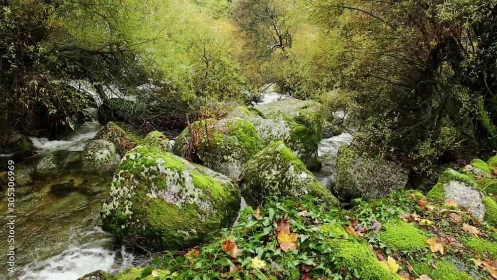 boulders with moss on a stream in the forest in Autumn - Caldas de Manteigas, Guarda district, Portugal boulders with moss on a stream in the forest in Autumn - Caldas de Manteigas, Guarda district, Portugal