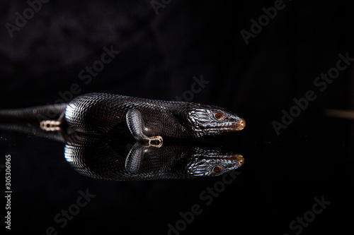 Black blue tongued lizard in dark shiny mirror environement photo