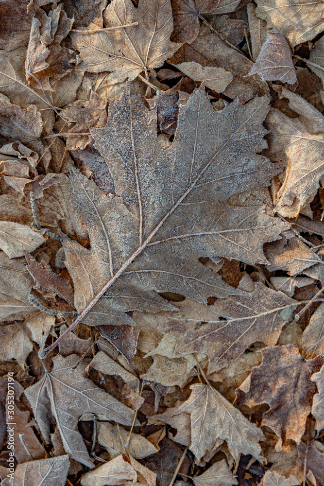 Frosty leaves on the ground portrait or landscape