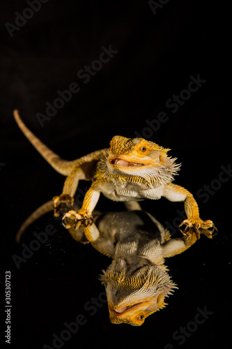 Fototapeta Naklejka Na Ścianę i Meble -  Agama bearded dragon reptile on black background