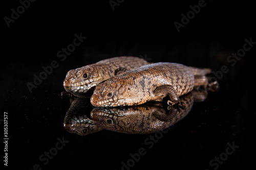 Pair of Cunningham skinks - Egernia cunninghami - skink species, Australia photo