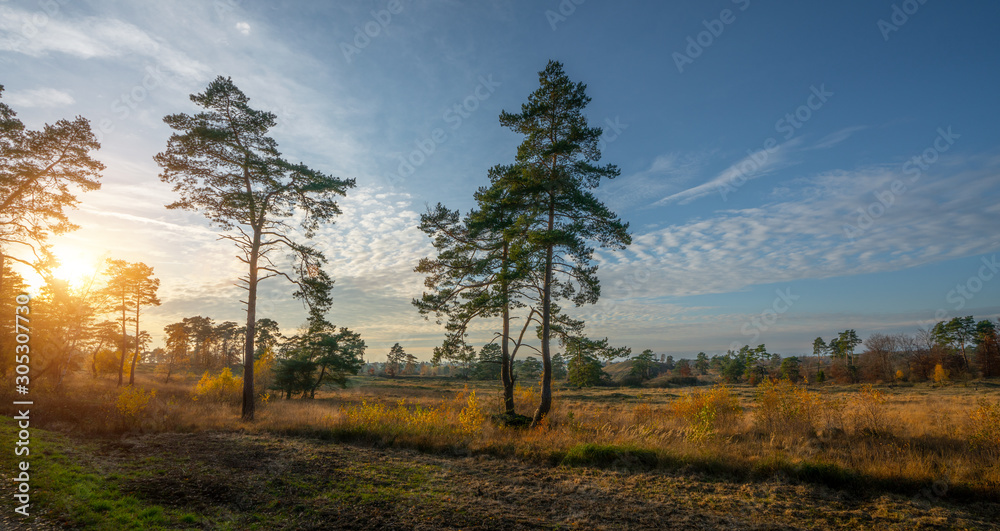 Silent Forest in spring with beautiful bright sun rays Silent Forest in spring with beautiful bright sun rays