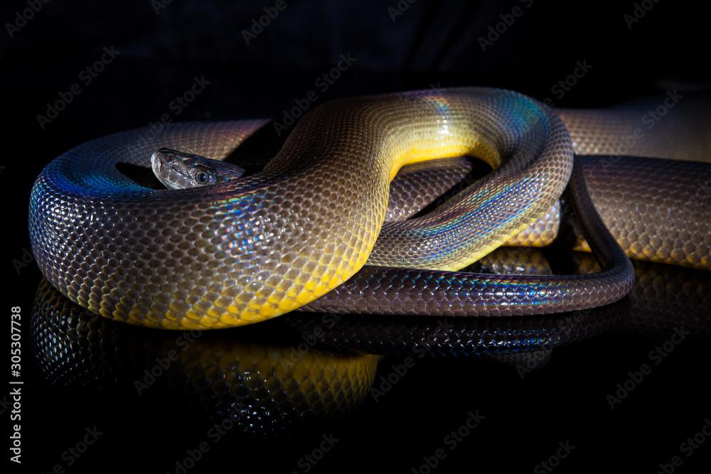 Fototapeta premium Single Rainbow Serpent Water Python - Liasis fuscus - isolated on black mirror