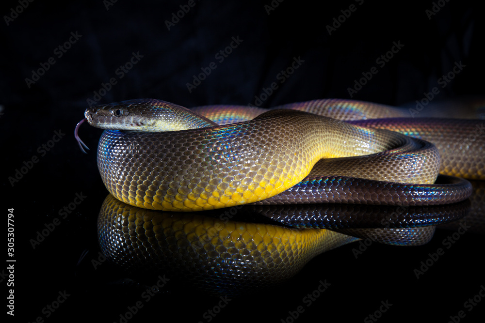 Obraz premium Single Rainbow Serpent Water Python - Liasis fuscus - isolated on black mirror