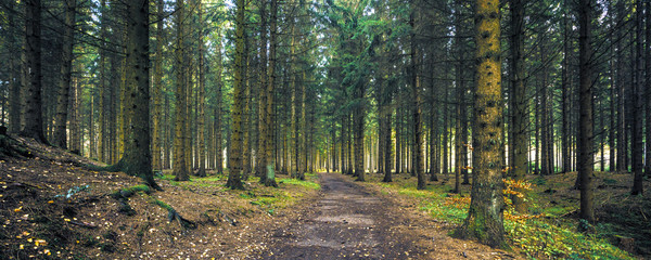 Silent Forest in spring with beautiful bright sun rays