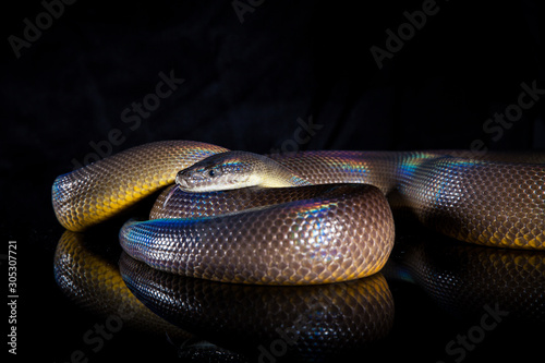 Single Rainbow Serpent Water Python - Liasis fuscus - isolated on black mirror