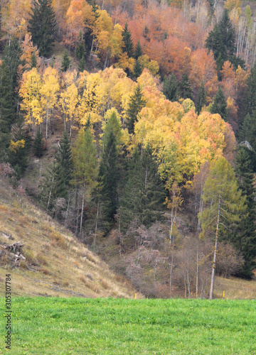 colori d'autunno; bosco misto a Bellamonte, Trentino