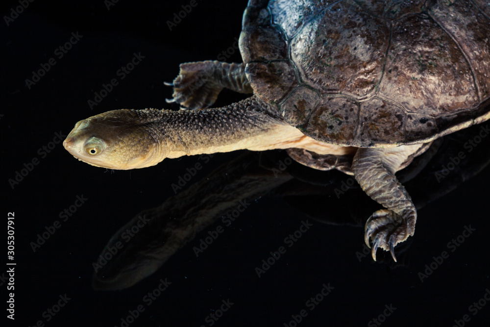 Australian eastern long-necked turtle in heavy rain on black mirror Australian eastern long-necked turtle in heavy rain on black mirror