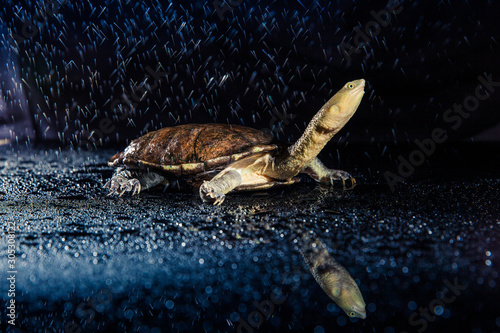 Australian eastern long-necked turtle in heavy rain on black mirror photo