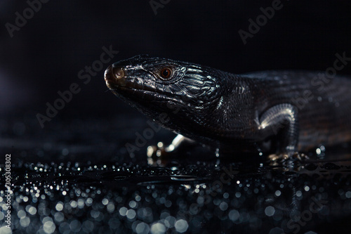 Black blue tongued lizard in wet dark shiny environement photo
