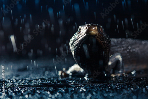Black blue tongued lizard in wet dark shiny environement