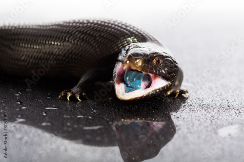 Black blue tongued lizard in wet dark shiny environement