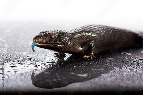 Black blue tongued lizard in wet dark shiny environement photo