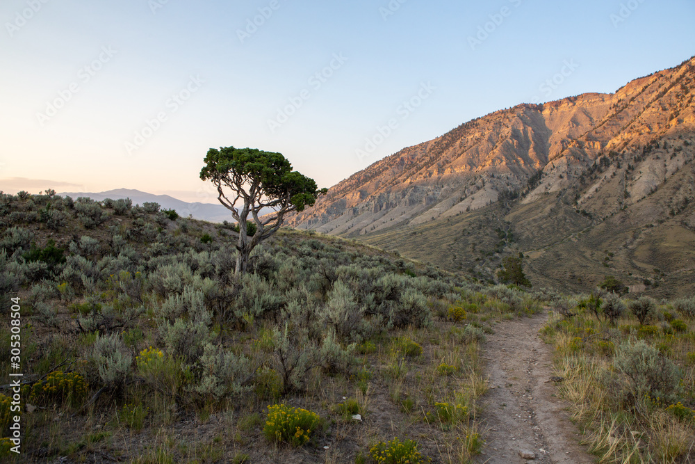 Lone tree in a dry western mountain range.
