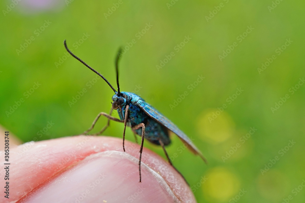 Fototapeta premium Schmetterlinge Deutschlands - Ampfer-Grünwidderchen