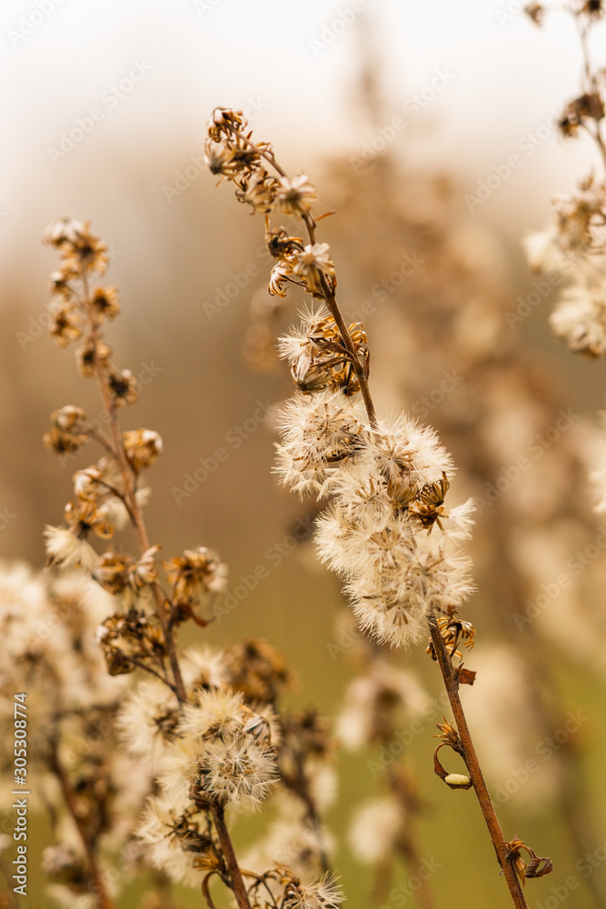 Dried autumn flower on a sunny day. Brownish-white fluff at the brown stem. Dried autumn flower on a sunny day. Brownish-white fluff at the brown stem.