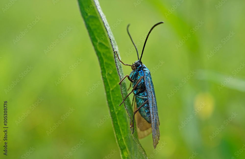 Fototapeta premium Schmetterlinge Deutschlands - Ampfer-Grünwidderchen