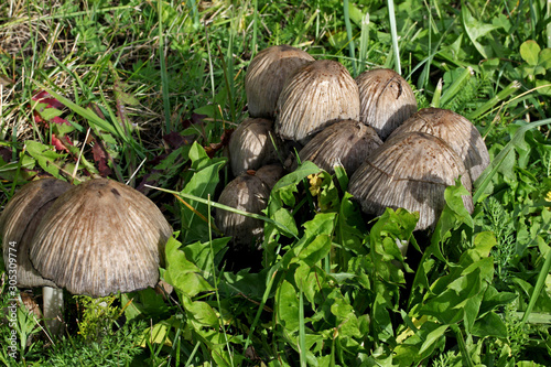 coprino bruno, fungo dell'inchiostro (Coprinus atramentarius)