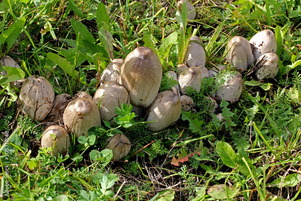 coprino bruno, fungo dell'inchiostro (Coprinus atramentarius); esemplari giovani ancora in parte interrati coprino bruno, fungo dell'inchiostro (Coprinus atramentarius); esemplari giovani ancora in parte interrati