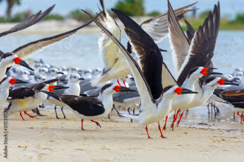 The Black Skimmer (Rynchops niger) is a beautiful Tern-like bird whose lower bill is longer than its upper one. These are seen in flight over a central Florida gulf coast beach. photo