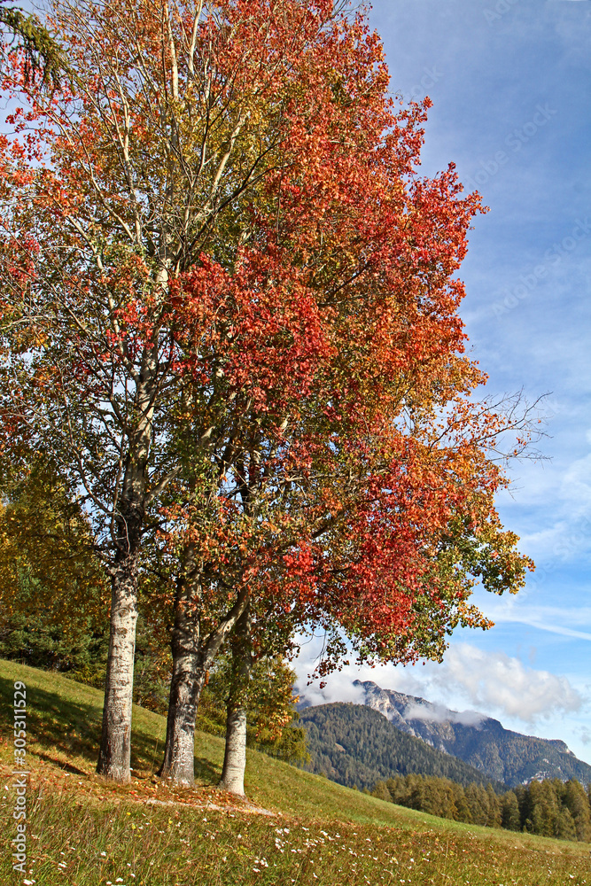 colori d'autunno; foglie rosse sui pioppi