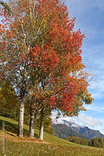 colori d'autunno; foglie rosse sui pioppi
