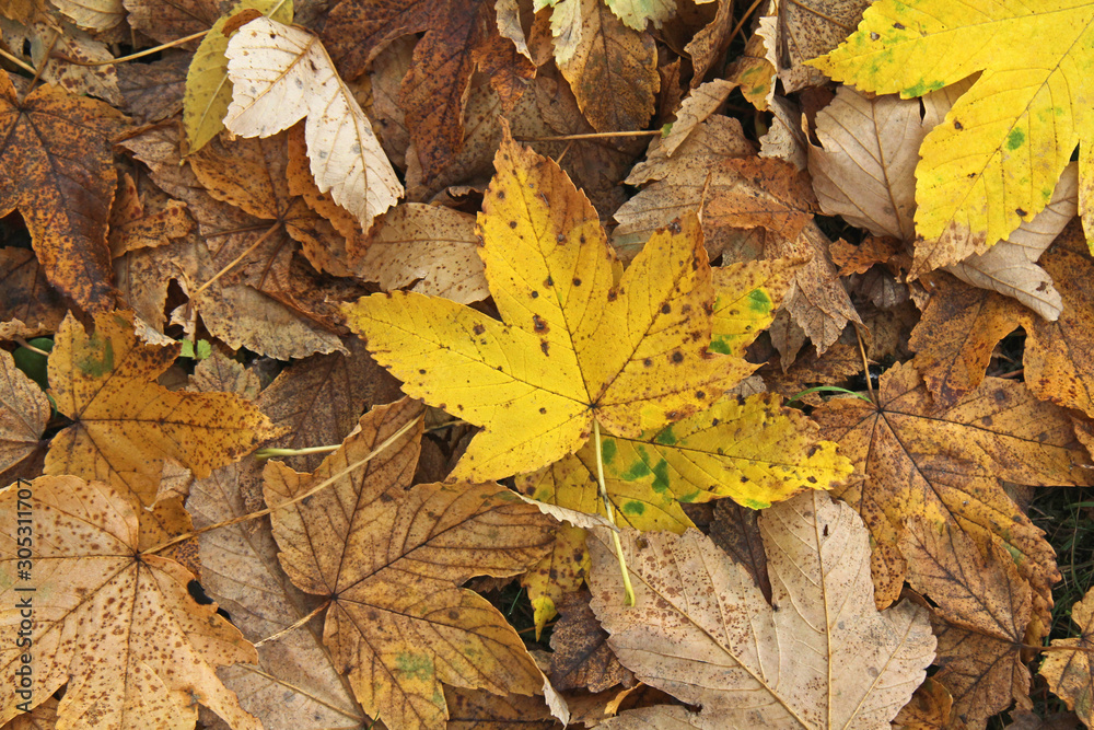 colori d'autunno; tappeto di foglie di acero (Acer pseudoplatanus)