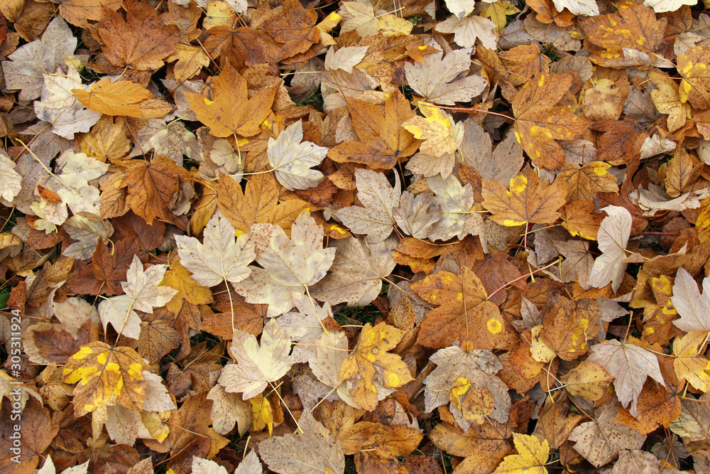 colori d'autunno; tappeto di foglie di acero (Acer pseudoplatanus) colori d'autunno; tappeto di foglie di acero (Acer pseudoplatanus)