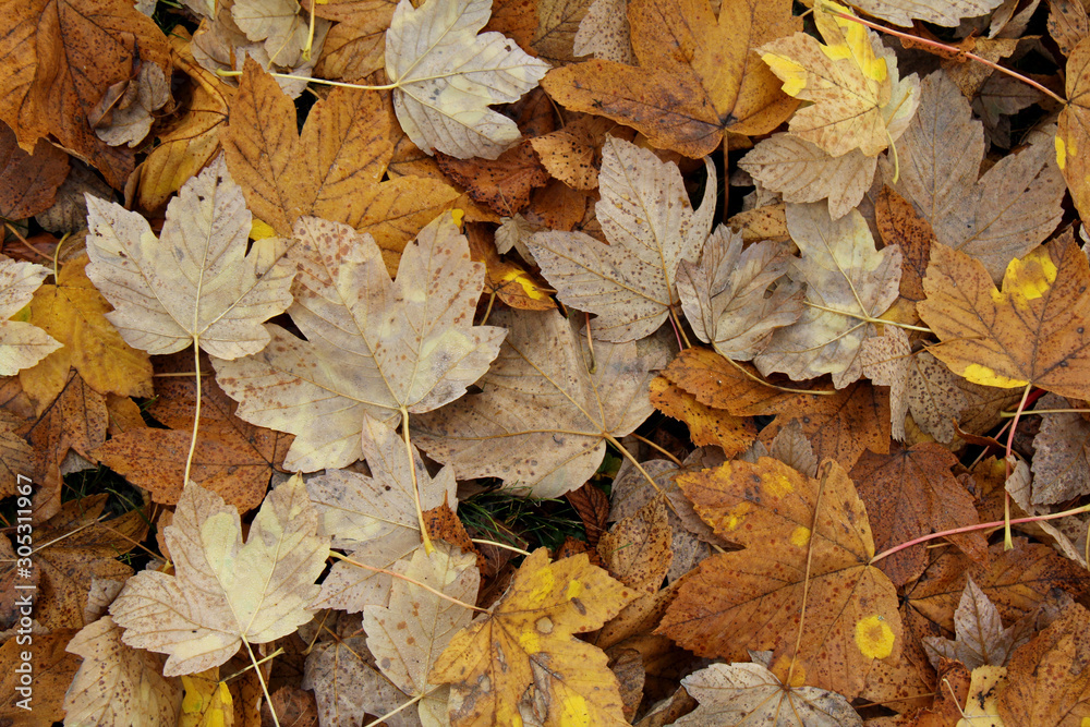 colori d'autunno; tappeto di foglie di acero (Acer pseudoplatanus)