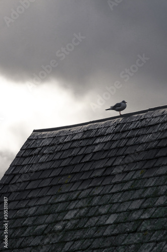 seagull on the roof of a cabin while a storm is coming