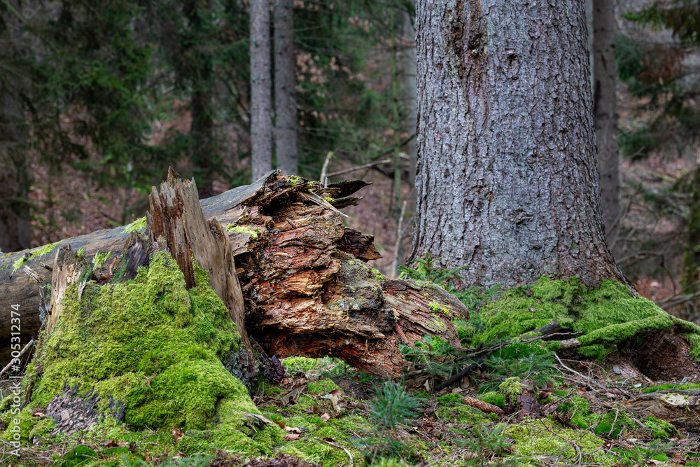 Fallen dry trees in the forest. Logs of old trees in a nature reserve in Central Europe. Fallen dry trees in the forest. Logs of old trees in a nature reserve in Central Europe.