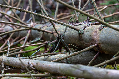 Fallen dry trees in the forest. Logs of old trees in a nature reserve in Central Europe.