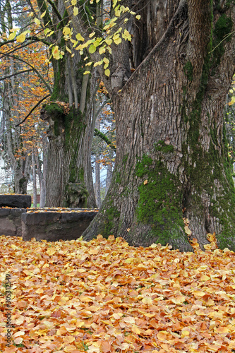 colori d'autunno; tigli secolari nel parco di Cavalese photo