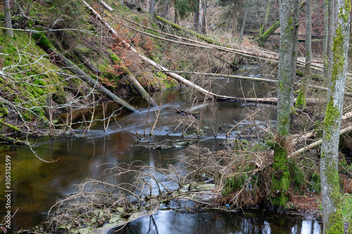 Old trees fell down in the small riverbed. Spruce forest growing on the banks of a small river.