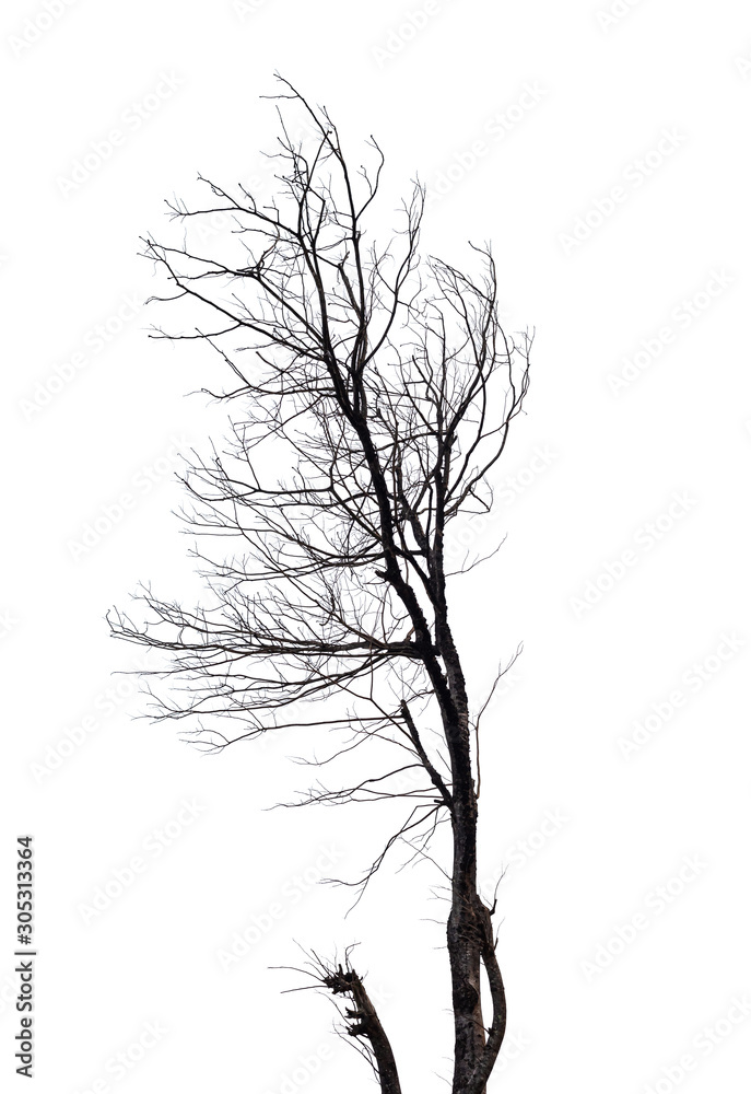 Silhouette of dead tree isolated on white background Silhouette of dead tree isolated on white background