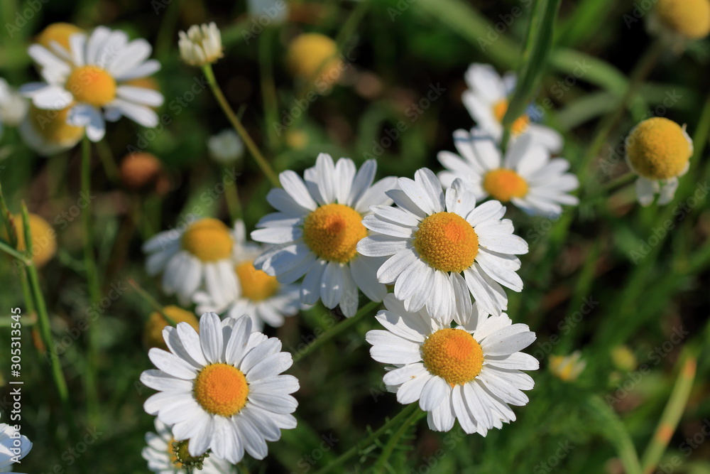 Fototapeta premium daisies in the garden