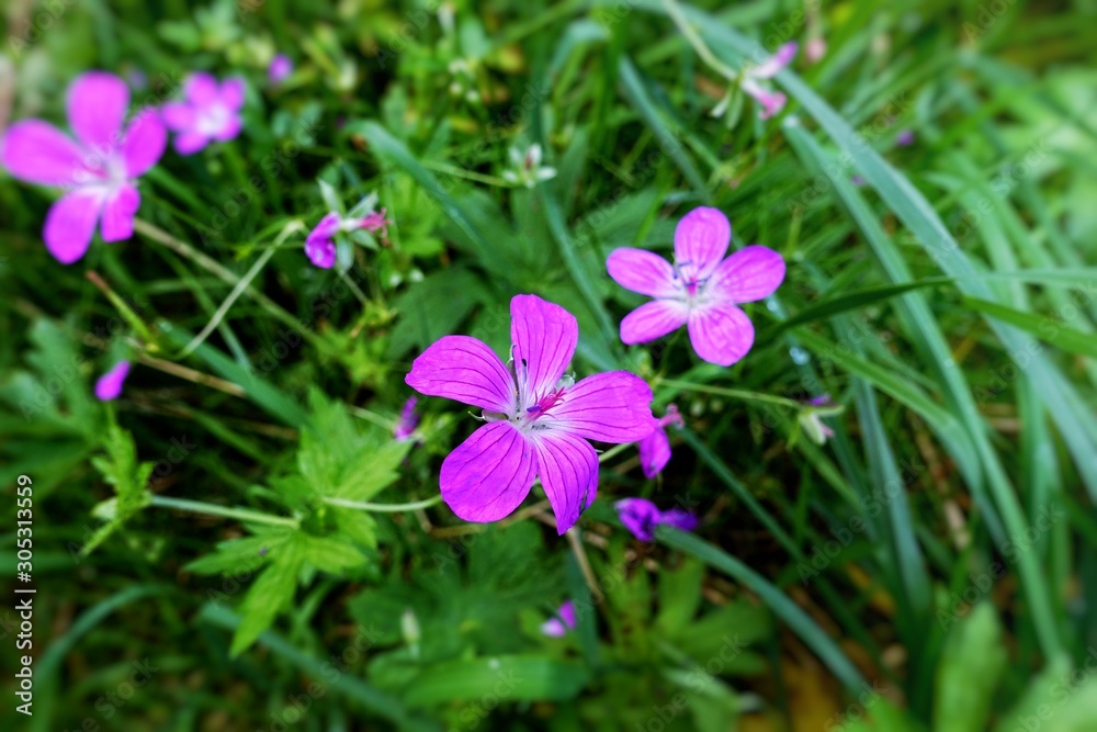 Maiden pink flowers in the meadow