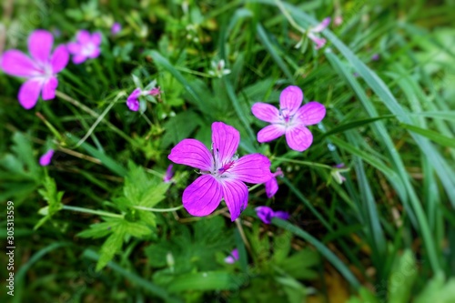 Fototapeta Naklejka Na Ścianę i Meble -  Maiden pink flowers in the meadow
