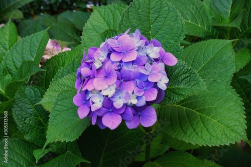 Beautiful hydrangea flower in the garden photo