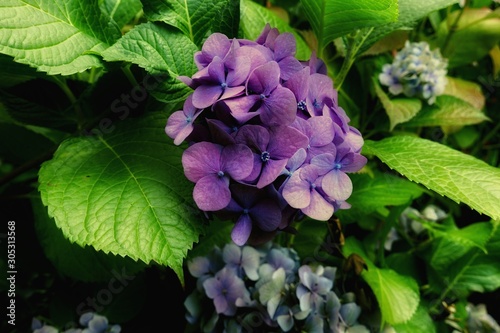 Beautiful hydrangea flower in the garden photo