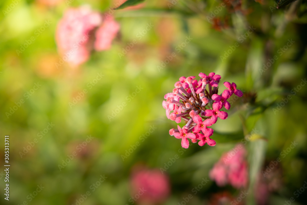 The background image of the colorful flowers The background image of the colorful flowers