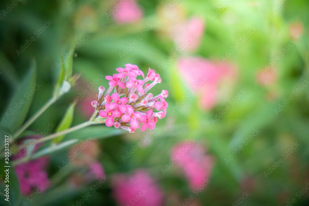The background image of the colorful flowers The background image of the colorful flowers