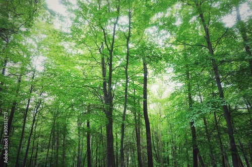 Lush greenery in a beech forest in the summer