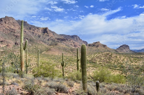 Saguaro Cactus Gold Canyon Arizona Desert Superstition Mountains