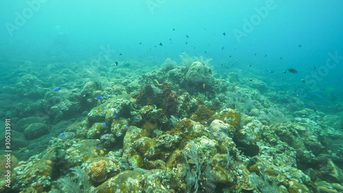 reef fish on the liberty wreck at tulamben on bali © chris