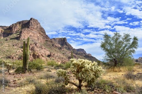 Gold Canyon Arizona Desert Saguaro Landscape