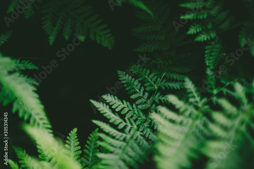 Leafy background 