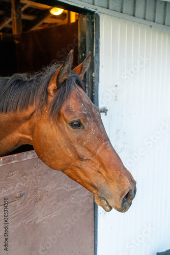 Close up of horse face sharp © Fredrik