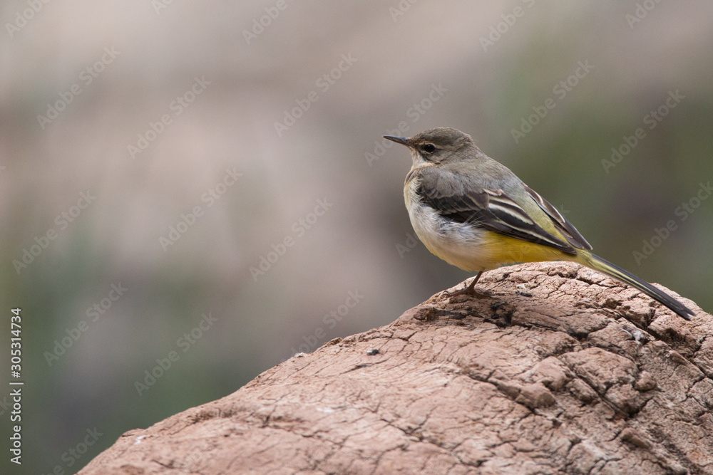 Fototapeta premium bird on a branch